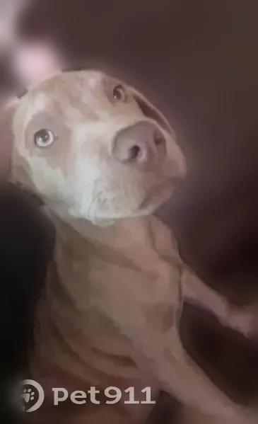 Lost dog, Agnes Street, 1428, Corpus Christi - male - photo
