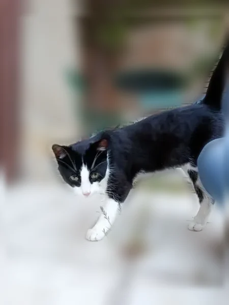 Chat trouvé mâle, Route d'Angoulême, 8, Chancelade - noir et blanc, sociable - photo