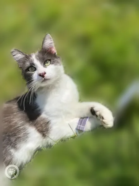 Chat perdu mâle, Sente de Mantelle, Les Andelys - gris et blanc - photo