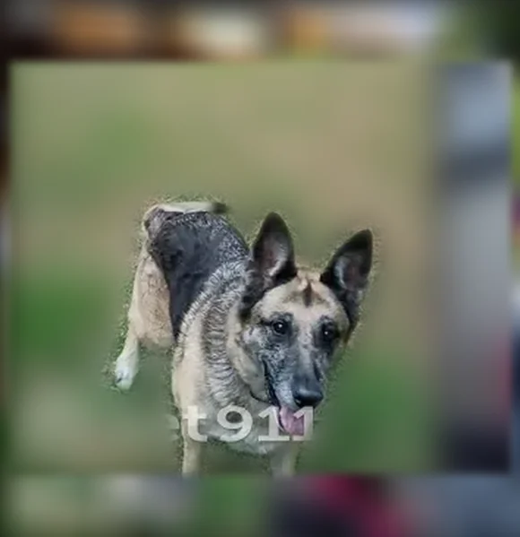 Lost dog, C H Drive, 132, Helen - female, 9 years old, answers to Magna - photo
