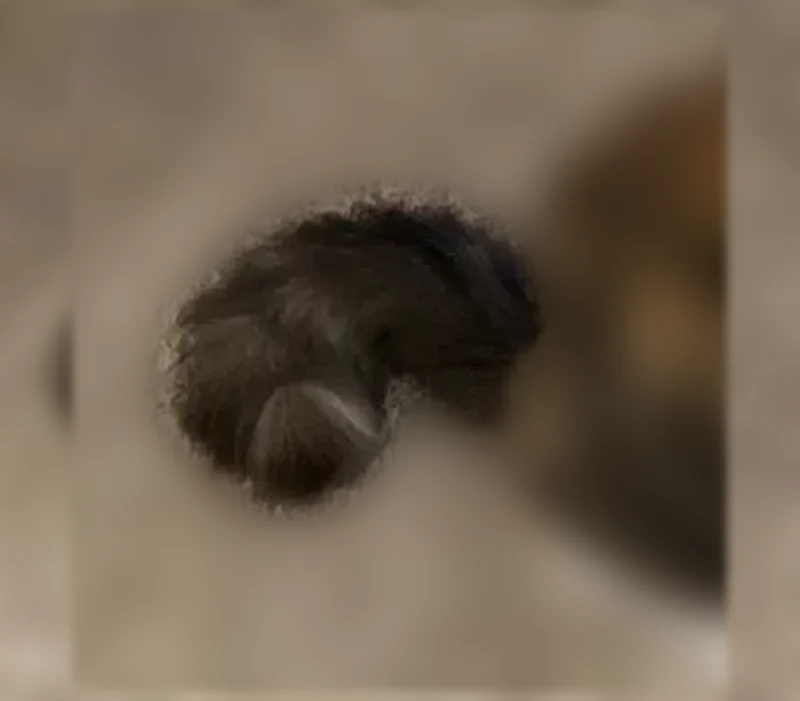 Lost cat, female, East Fork Park Road, 1901, Wylie - very fluffy, bent tail - photo