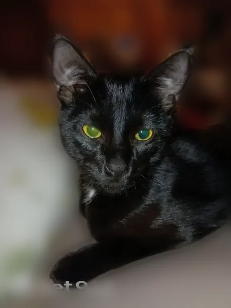Missing cat Male, Bradenton (usl540151) - photo