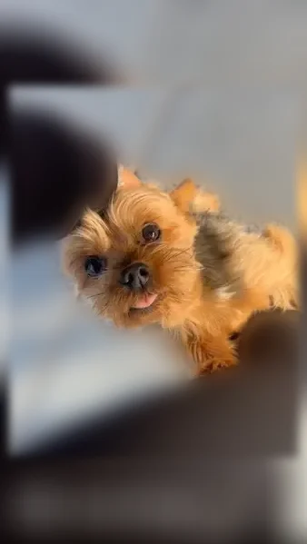 Lost dog, Oldcastle Avenue, Bakersfield - male, small size - photo
