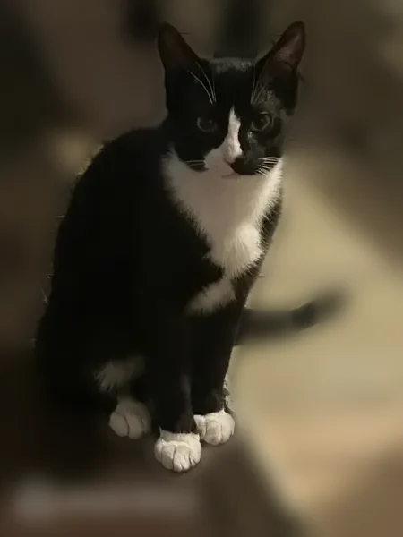 Lost cat, Corcoran Street, 13188, San Fernando - black and white, no collar - photo