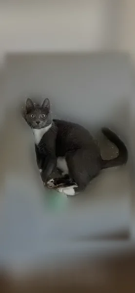 Lost cat, Honeyfur Court, 10518, Charlotte, Pineville - female, gray and white with green eyes - photo