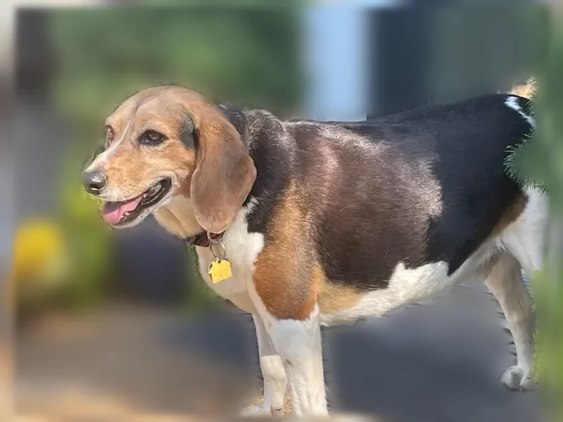 Lost dog, County Highway 23, 26460, Du Bois - male beagle, 10 years old - photo
