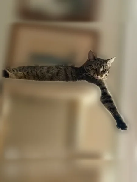 Lost cat, Commonwealth Avenue, 2045, Boston - female, polydactyl - photo