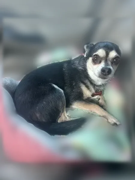 Lost dog, West Collings Street, 3971, Honolulu - male Chihuahua mix - photo