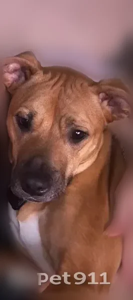 Lost dog, Legacy Greene Avenue, 1324, Wake Forest - female - photo