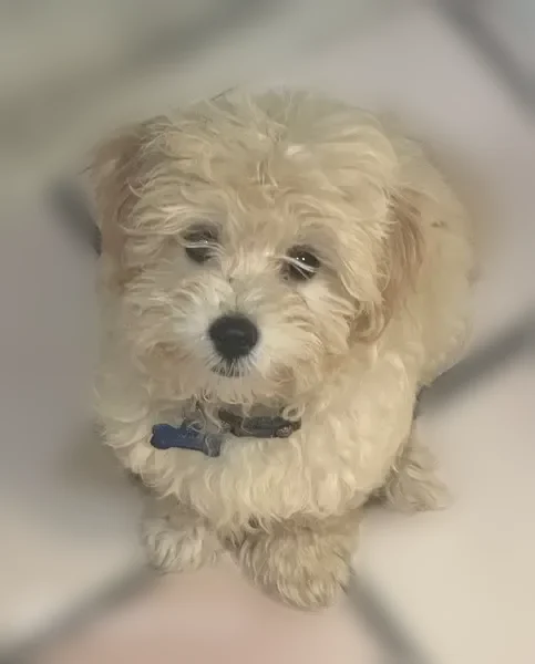 Lost dog, River Street, 627, Scranton, Marlton - male small maltipoo - photo