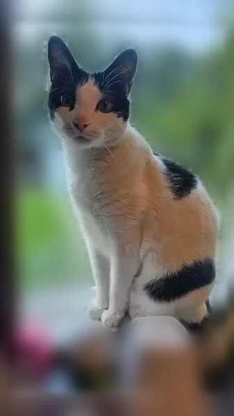 Lost cat, Crestwick Street, 19409, Saucier - white with black accents - photo
