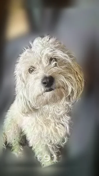 Lost dog, South Kilbourn Avenue, 2745, Hickory Hills — male, chipped white maltipoo - photo