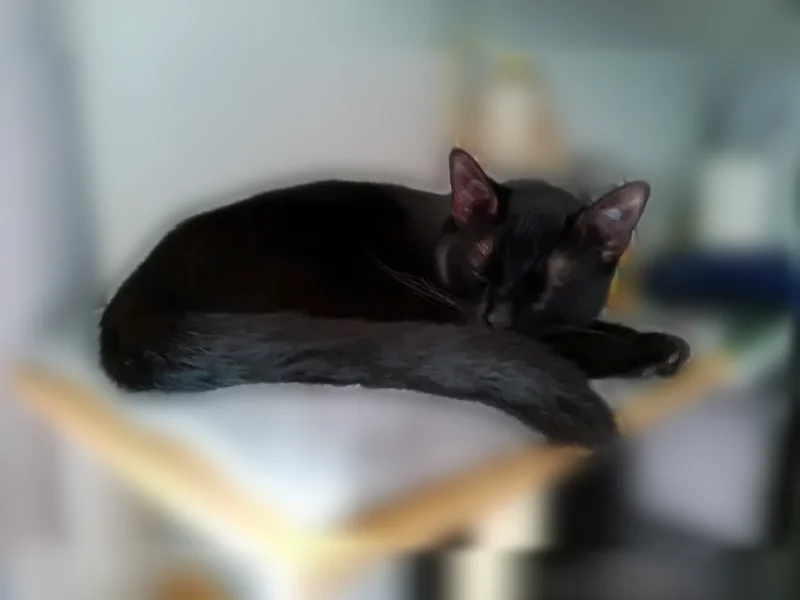 Lost cat, Connecticut Avenue Southeast, 975, Salem - female, black fur, green eyes - photo