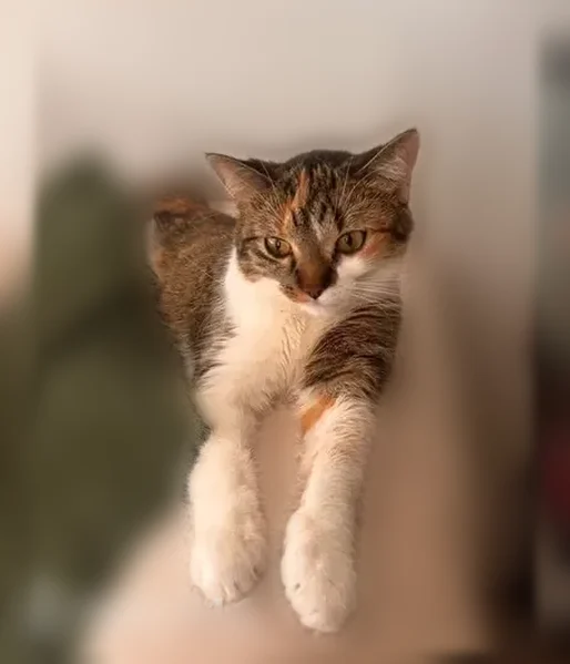 Lost cat, Bennington Place, 12342, St. Louis - female, small, thin - photo