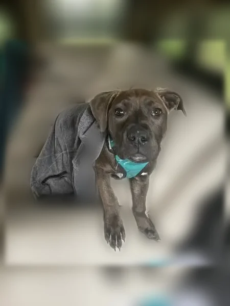 Lost dog, female, Eatonville, Washington - shy brindle puppy, may be injured - photo