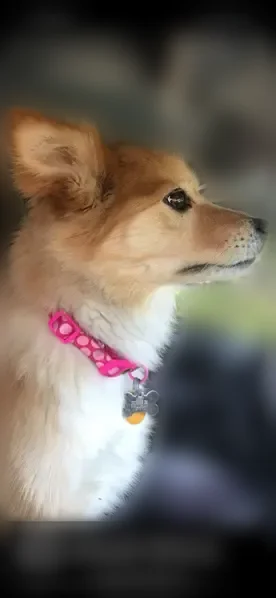 Lost dog, Lincoln, Delaware, Milford - brown, fluffy-haired female - photo