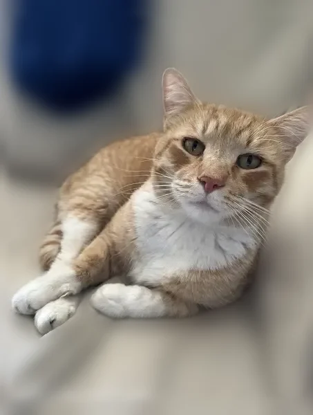Lost cat, West Fairview Lane, 3623, Chandler - male, orange with hazel eyes - photo