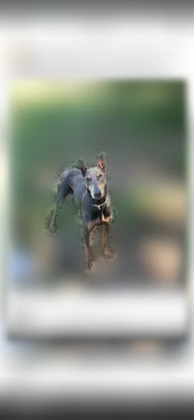 Lost dog, County Road 657, 25, Paragould, Marion - female, blue and tan Dobbie, cropped ears and tail - photo