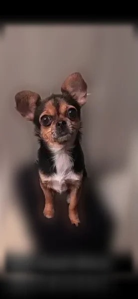 Lost dog - female, Keesler Street, 2943, Deltona, Arlington - photo