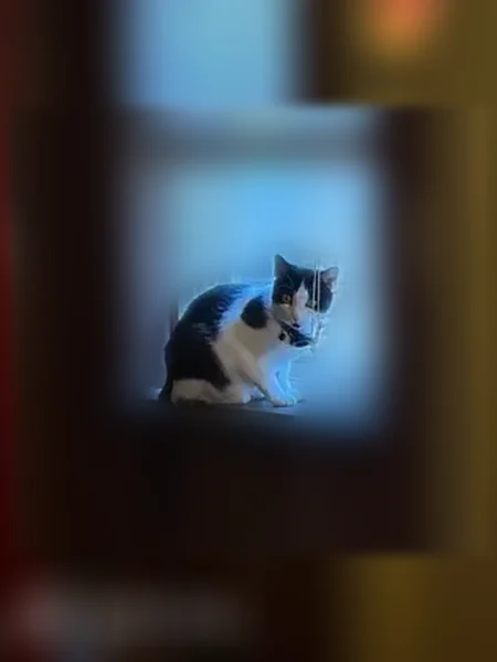 Lost cat, Chicago, Illinois - female, black and white - photo