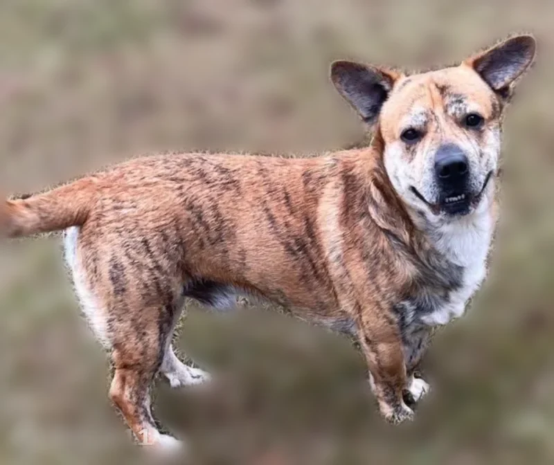 Lost dog, Tahoe Drive, 2517, Mobile - male, brindle with white chest - photo