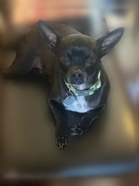 Lost dog, Ehmler Lane, 226, Elsberry - male Chihuahua mix - photo
