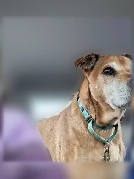 Lost dog, Beldon Lane, 50, Bay Shore - female, wearing a light green collar - photo