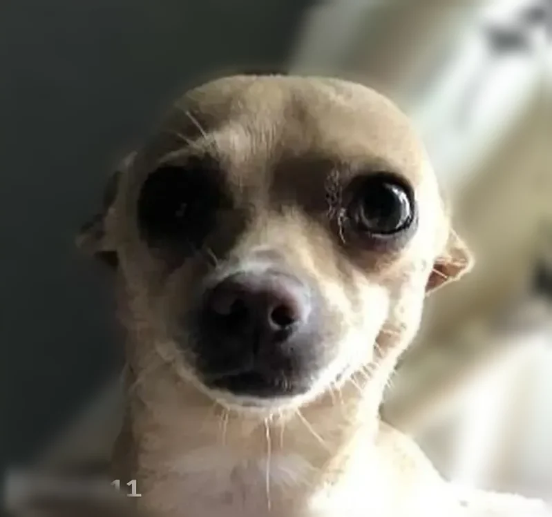 Lost dog, West Legion Street, 2538, Milwaukee - male chihuahua - photo