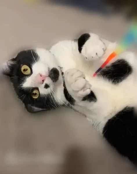 Lost cat, Coral Cove, 2363, Elgin, Chicago - black and white, with a black beard and a mole - photo