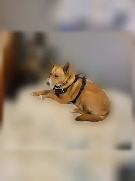 Lost dog, Beaumont, Texas - female - photo