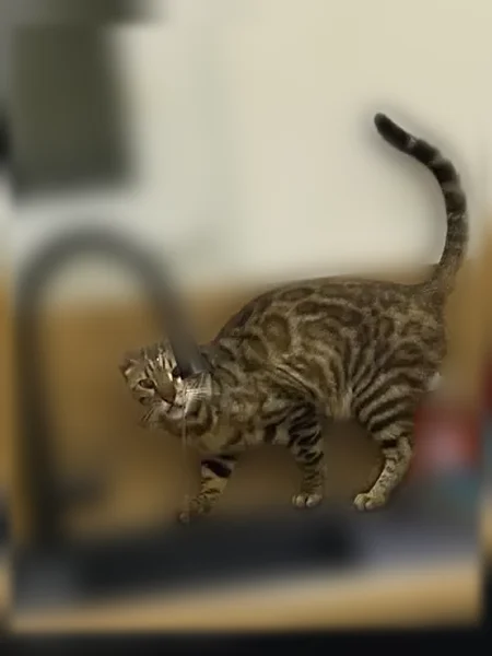 Chat perdu mâle, Rue du Couchant, Le Crès - Bengal castré - photo