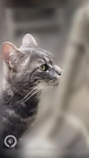 Chat perdu mâle, Rue Jean Daguet, L'Isle-Adam, Paris - tigré noir et gris - photo