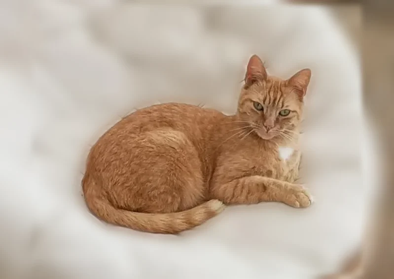 Chat perdu mâle, Impasse du Haras, 4, Montval-sur-Loir, Paris - roux tigré, tatouage dans l'oreille - photo