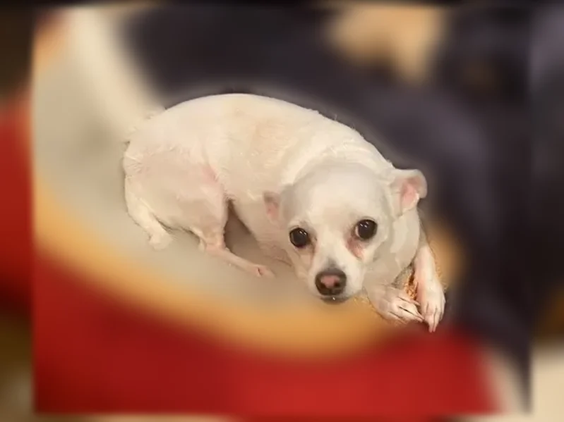 Lost dog, Ojai Road, 12980, Apple Valley - female chihuahua, chipped - photo
