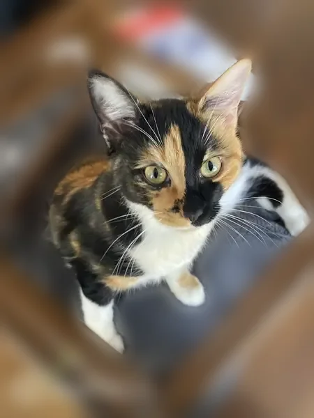 Chat perdu, Rue Desaix, 2 Bis, Auch, Nantes - femelle, chatte calicot ou Isabelle - photo