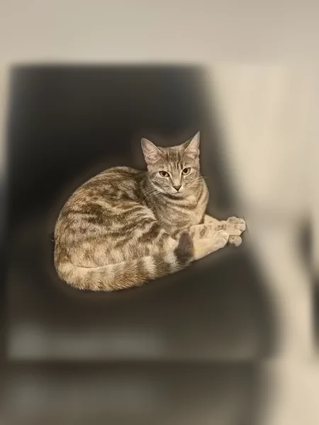 Chat perdu femelle, Rue du 8 Mai 1945, Douzy - n'est jamais sorti - photo