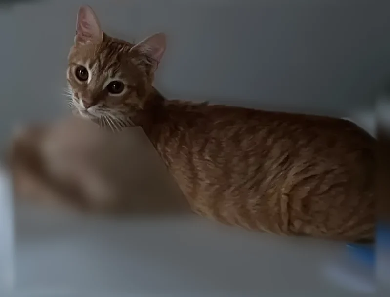 Chat perdu mâle, Impasse des Tournesols, Frouzins - très sociable - photo