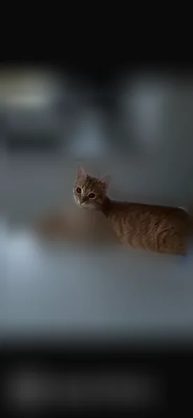 Chat perdu mâle, Impasse des Tournesols, Frouzins - roux et pucé - photo