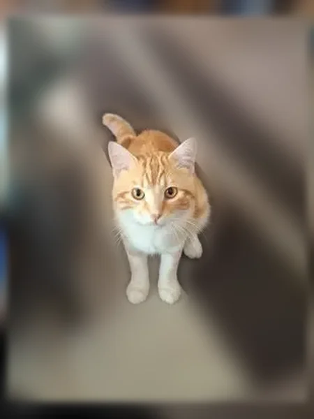 Chat trouvé mâle, Chemin du Bassin, Marseille - roux avec ventre blanc - photo