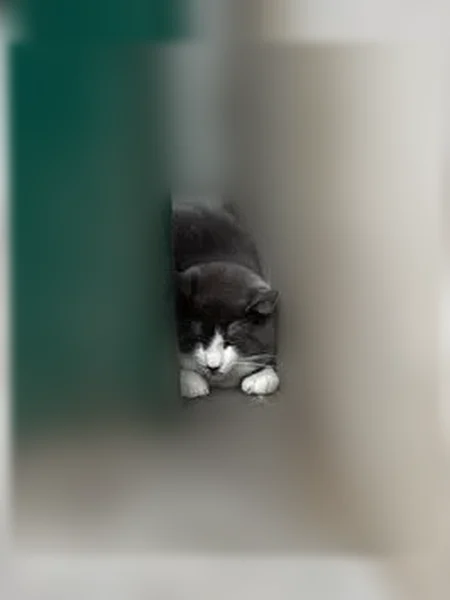 Chat trouvé, Rue du Sergent Bauchat, Paris - blanc et gris - photo