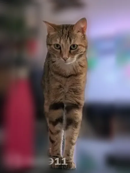 Chat perdu, Rue du Béguin, 11, Lyon - femelle - photo