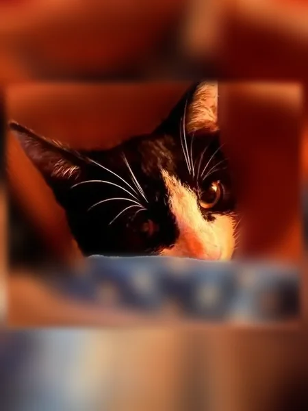 Chat perdu mâle, Chemin du Grand Val, 9, Nanteuil-lès-Meaux - européen noir et blanc aux yeux verts - photo