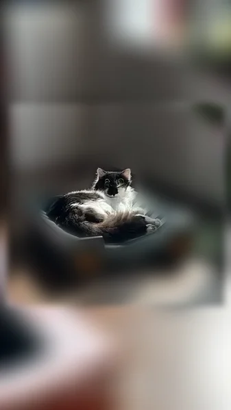 Chat perdu mâle, Rue des Grands Champs, 14, Saint-Aigulin, Paris - mâle castré et pucé - photo