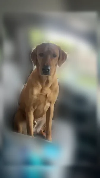 Lost dog, Eagle, Idaho, Eagle - male, golden red Labrador retriever, microchipped - photo