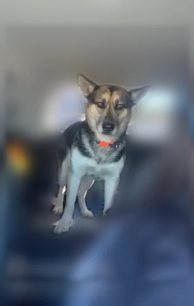 Lost dog, Tiburon Way, 5336, Sacramento, Rocklin — female German Shepherd with a blue collar - photo