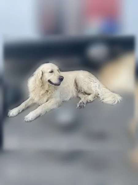 Trouvé chien femelle, Avenue de la Flaudaie, Saint-Malo - golden - photo