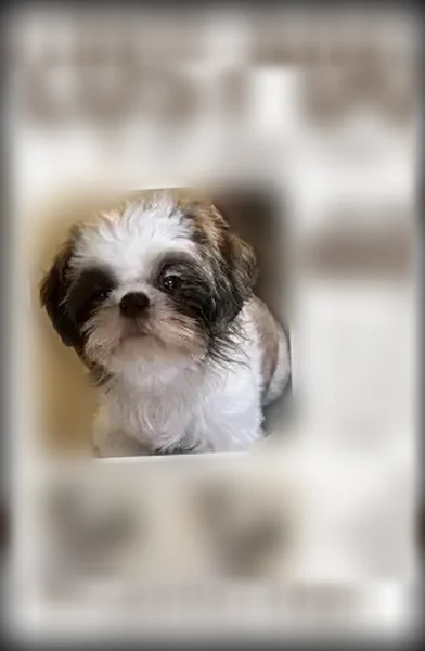 Lost dog, West Cholla Street, 2302, Phoenix - small, 1.5-year-old Shih Tzu - photo