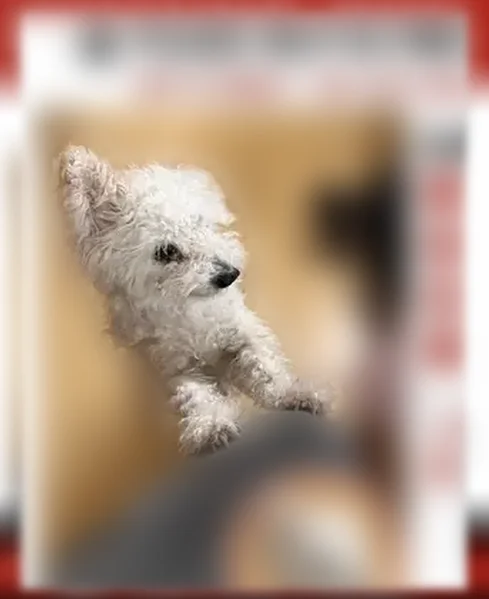 Lost dog, Van Der Meer Street, 3142, North Las Vegas - female, white poodle mix, 9 years old - photo