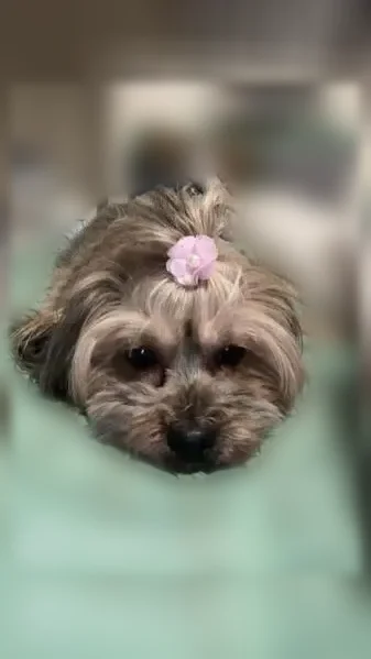 Lost dog, Ellsworth Street, 17, Everett, Revere - female shih-poo - photo