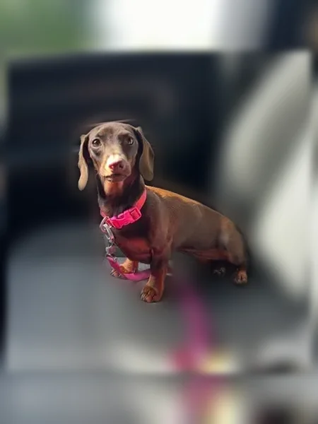 Lost dog, Wilmore Street Northeast, Lenoir, Chapel Hill - female, pink collar - photo